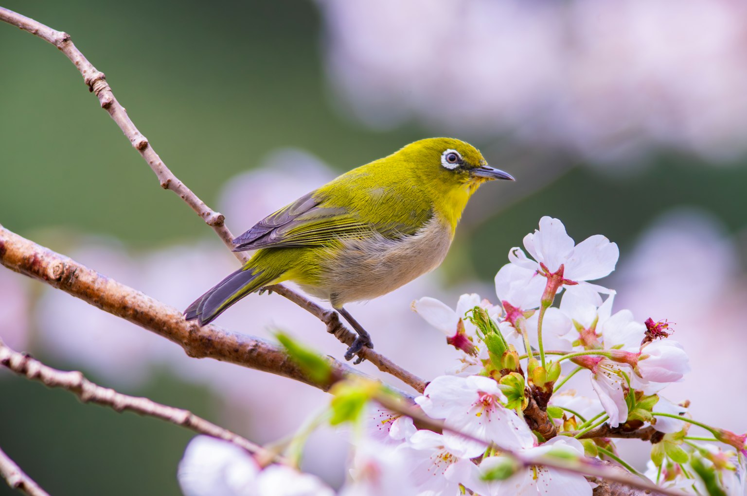 Petit oiseau vert perché sur des fleurs de cerisier
