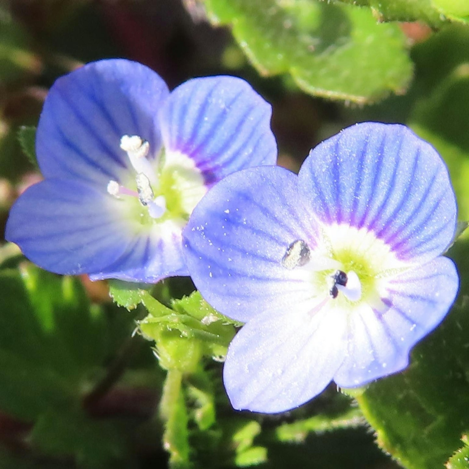 Zwei kleine blau-lila Blumen blühen nebeneinander