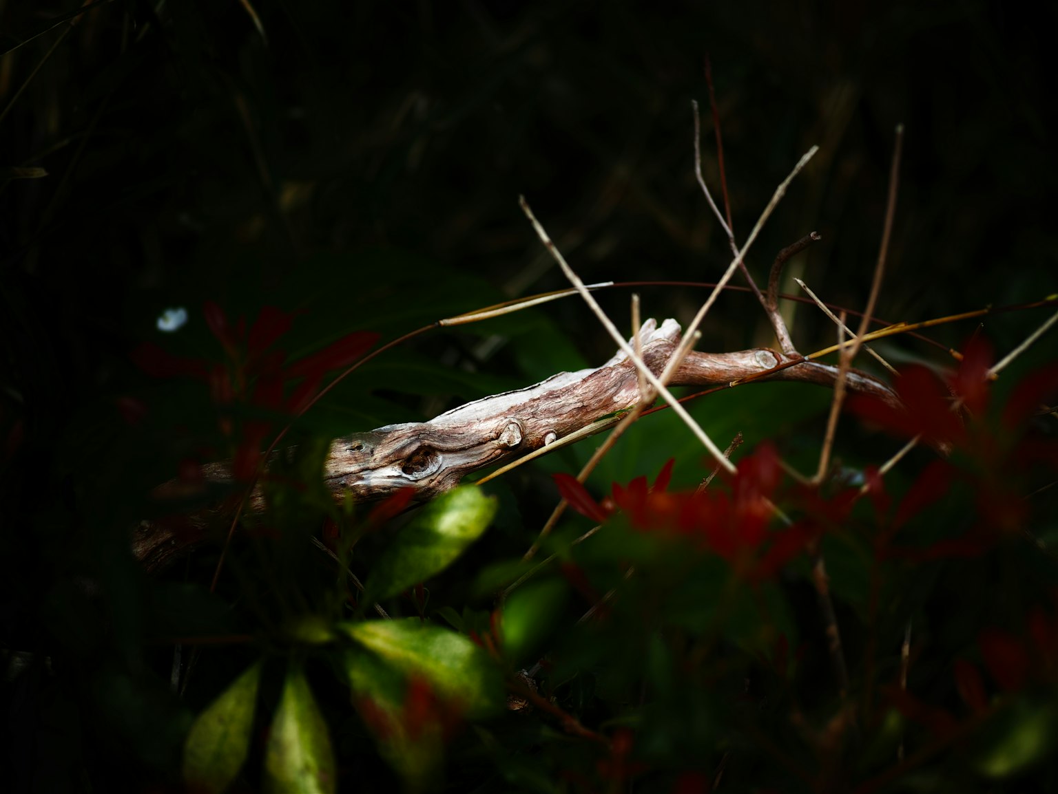 Un pequeño insecto camuflado contra un fondo oscuro