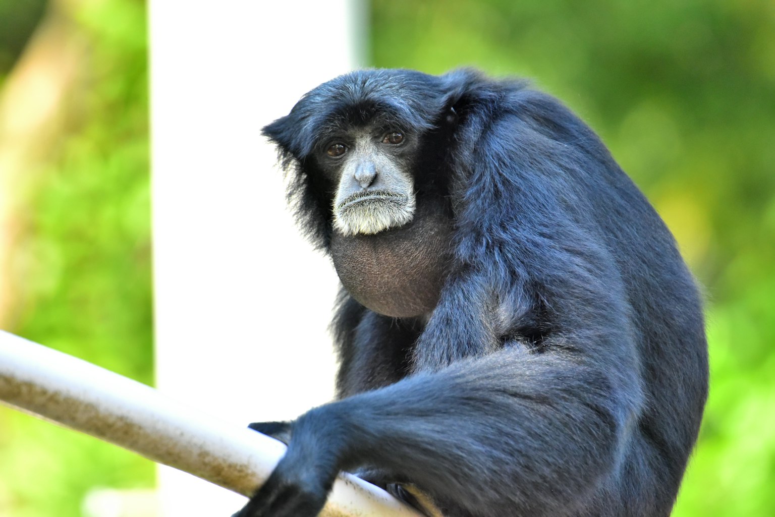 Seekor monyet berbulu hitam bersandar pada tiang kayu
