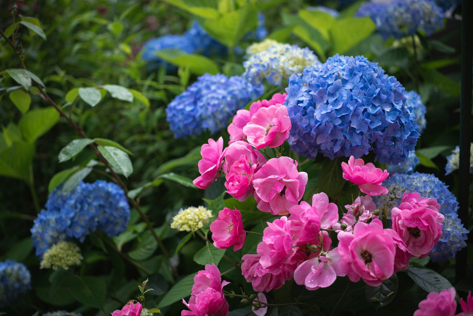 蓝色绣球花和粉色花朵的花园场景