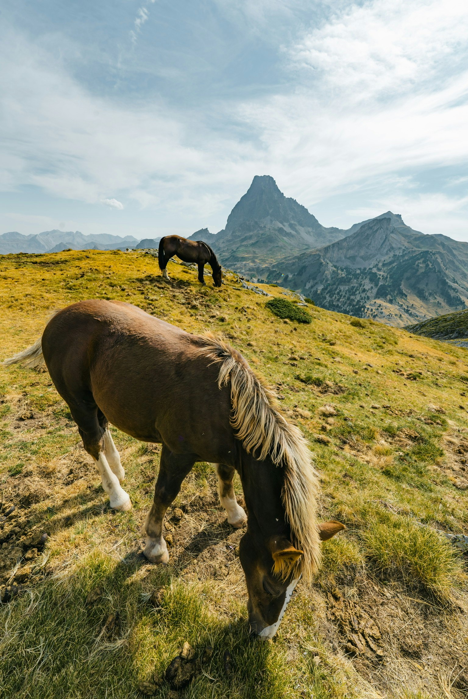 草原で草を食べる馬と山の風景