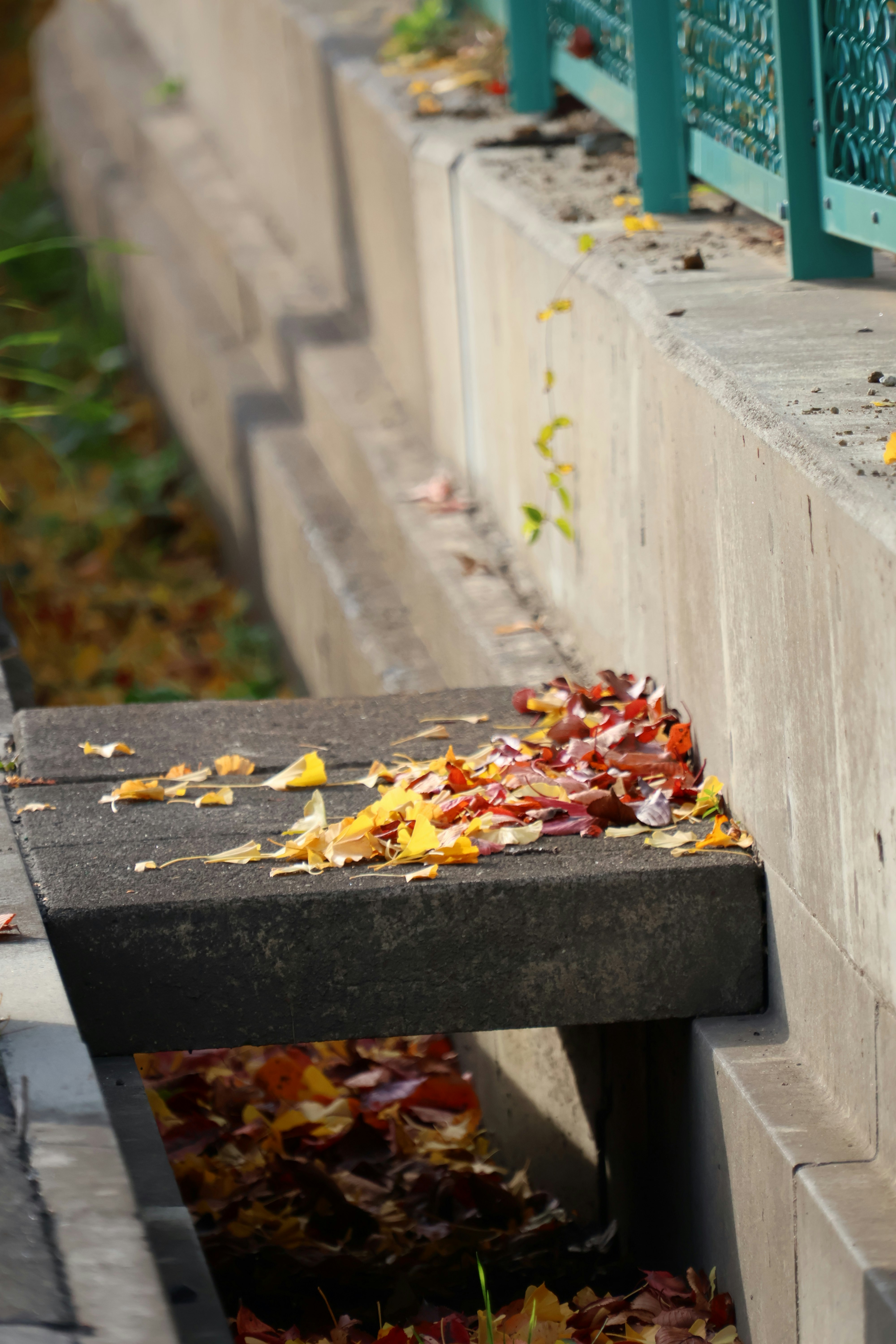 autumn-colored gutter with fallen leaves along a narrow curb