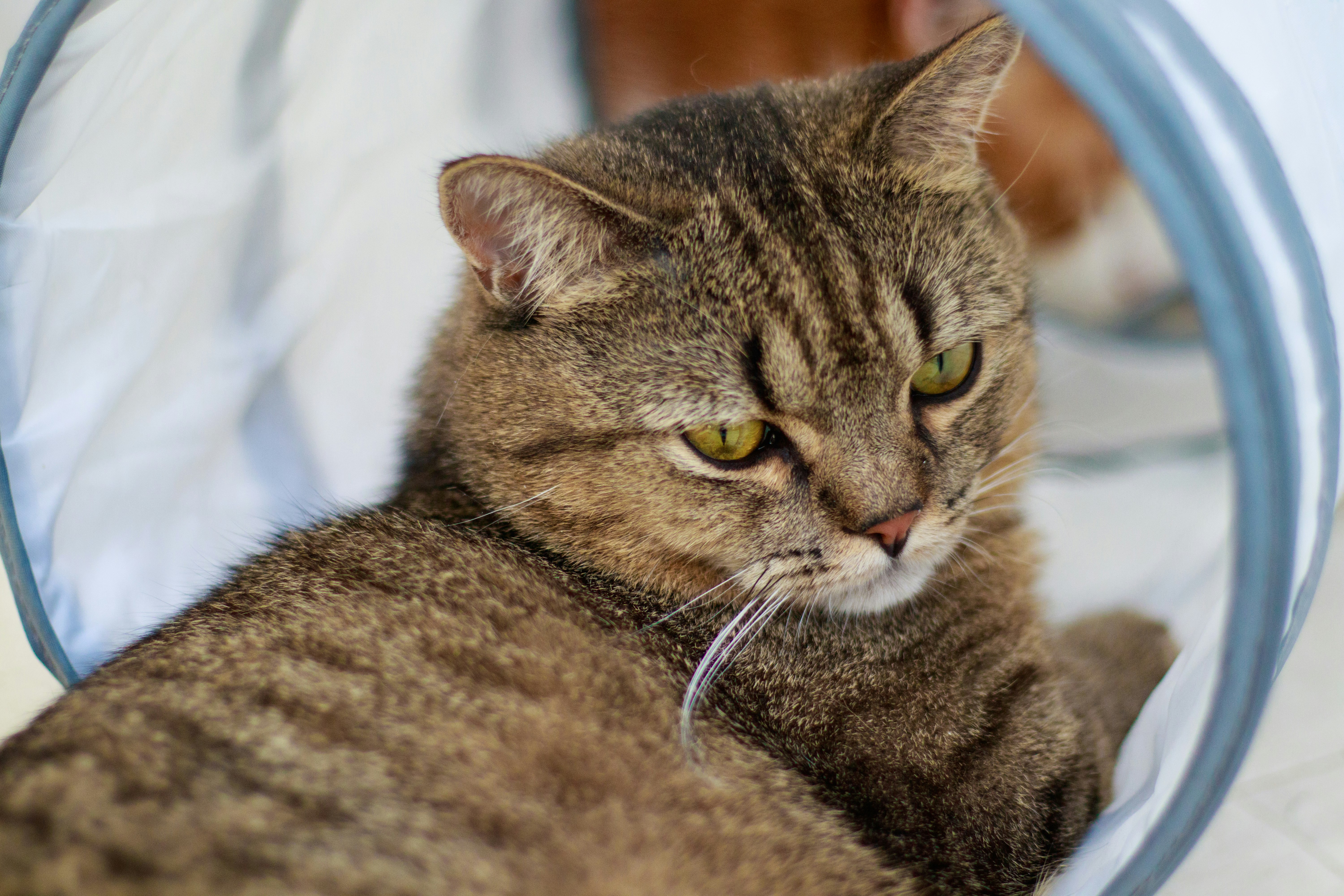 Close-up of a relaxed brown cat inside a tunnel