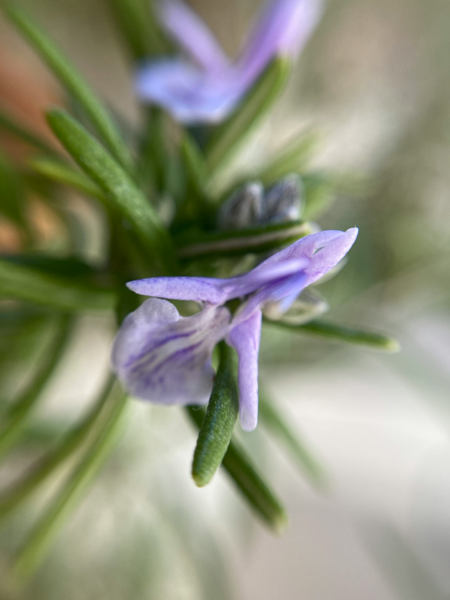 Nahaufnahme von Rosmarin mit lila Blüten