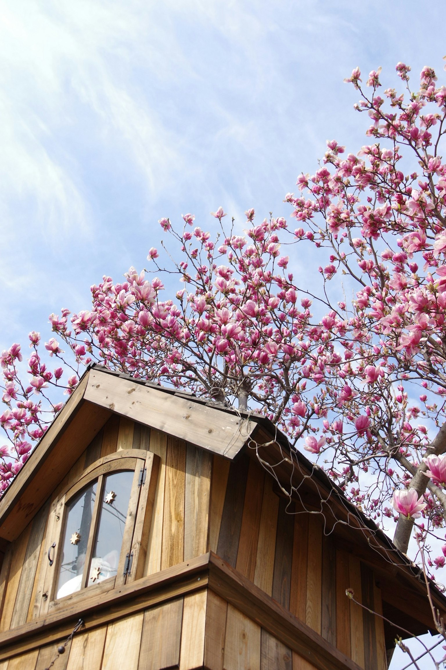 Tetto di una cabina in legno con fiori rosa in fiore