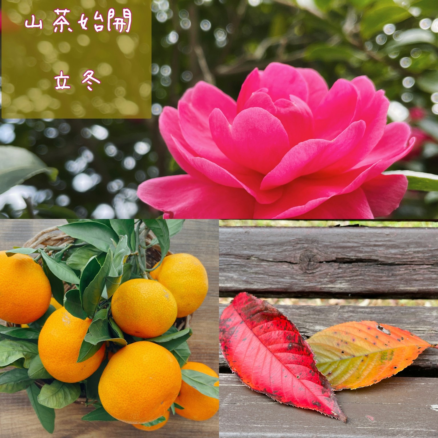 Vibrant pink flower alongside oranges and autumn leaves in a collage