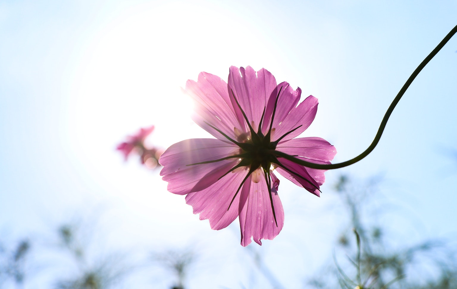 Flor rosa vista desde abajo contra un cielo azul