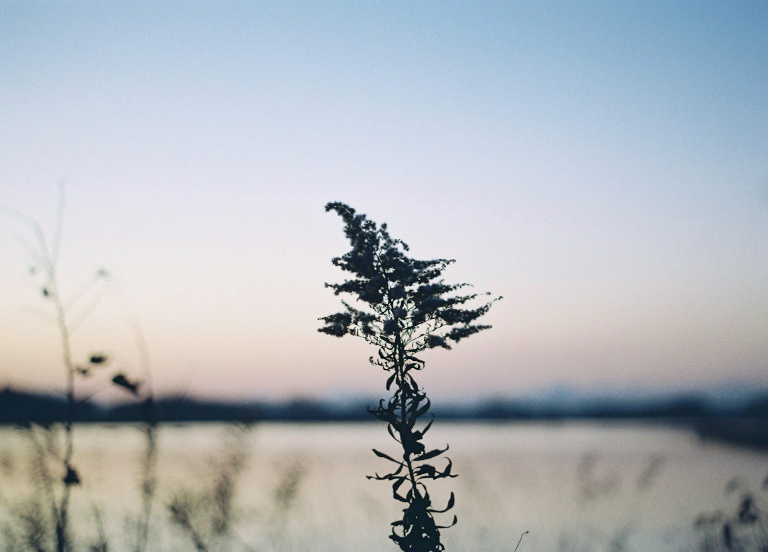 Silhouette of a plant by the water at dusk