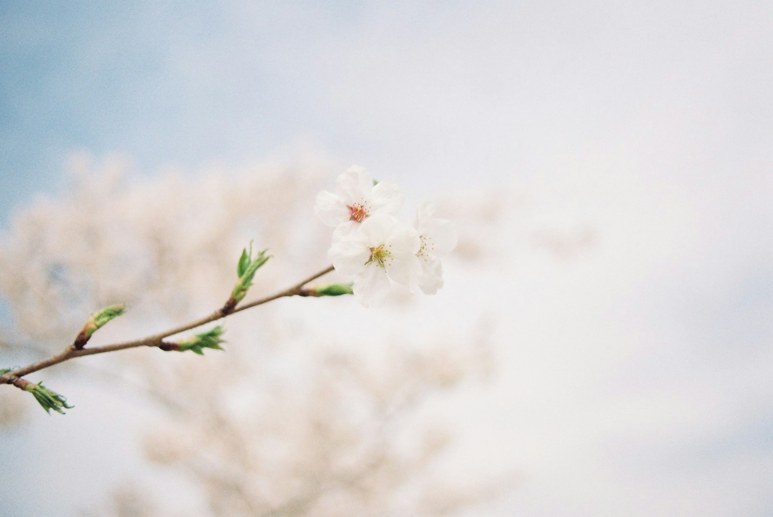 Branch of cherry blossoms with soft focus and blue sky background