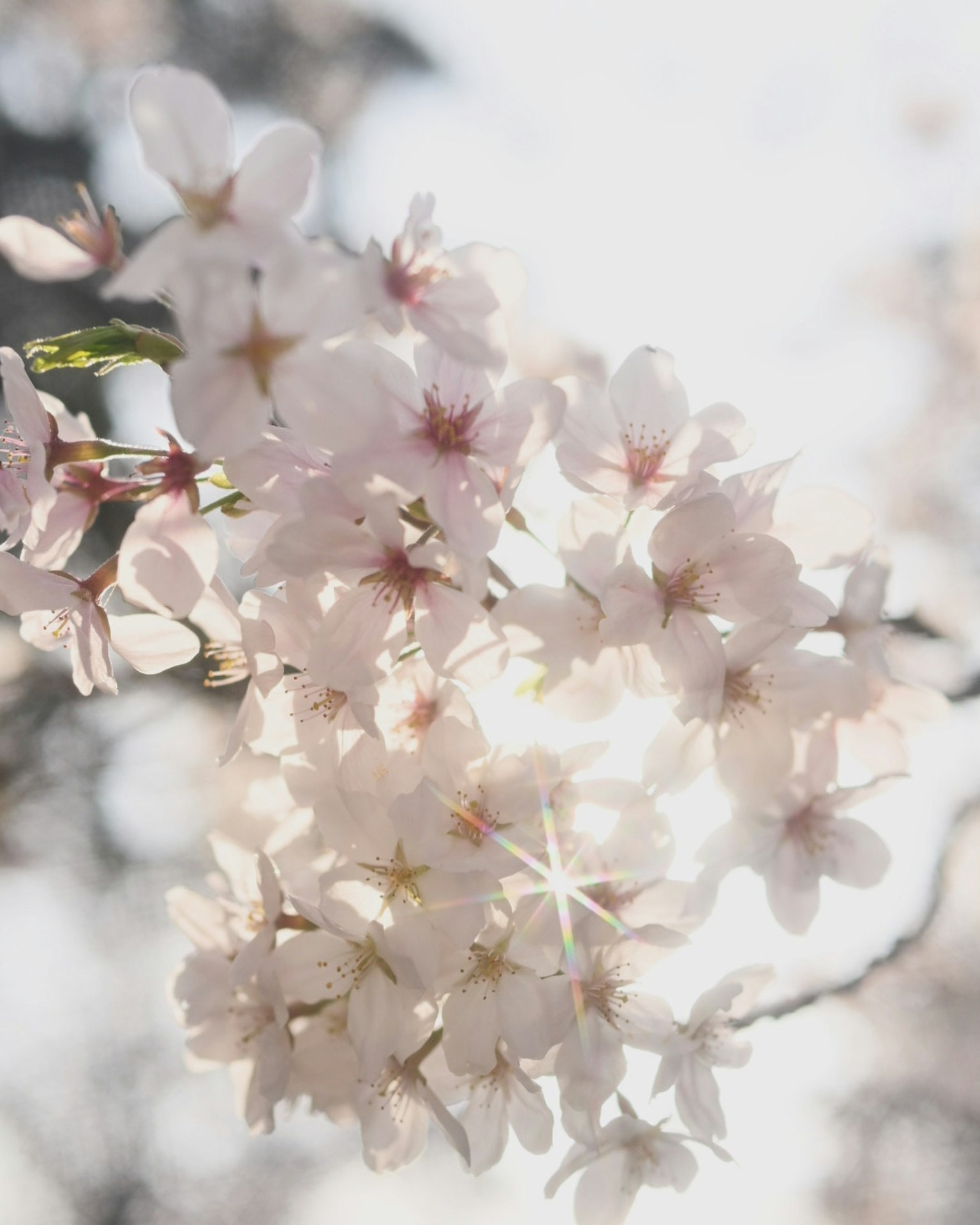 Cherry blossoms illuminated by soft light