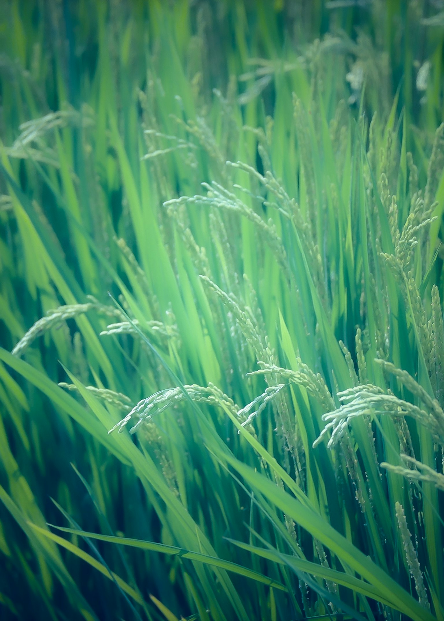 Plantes de riz vert luxuriant se balançant dans le vent