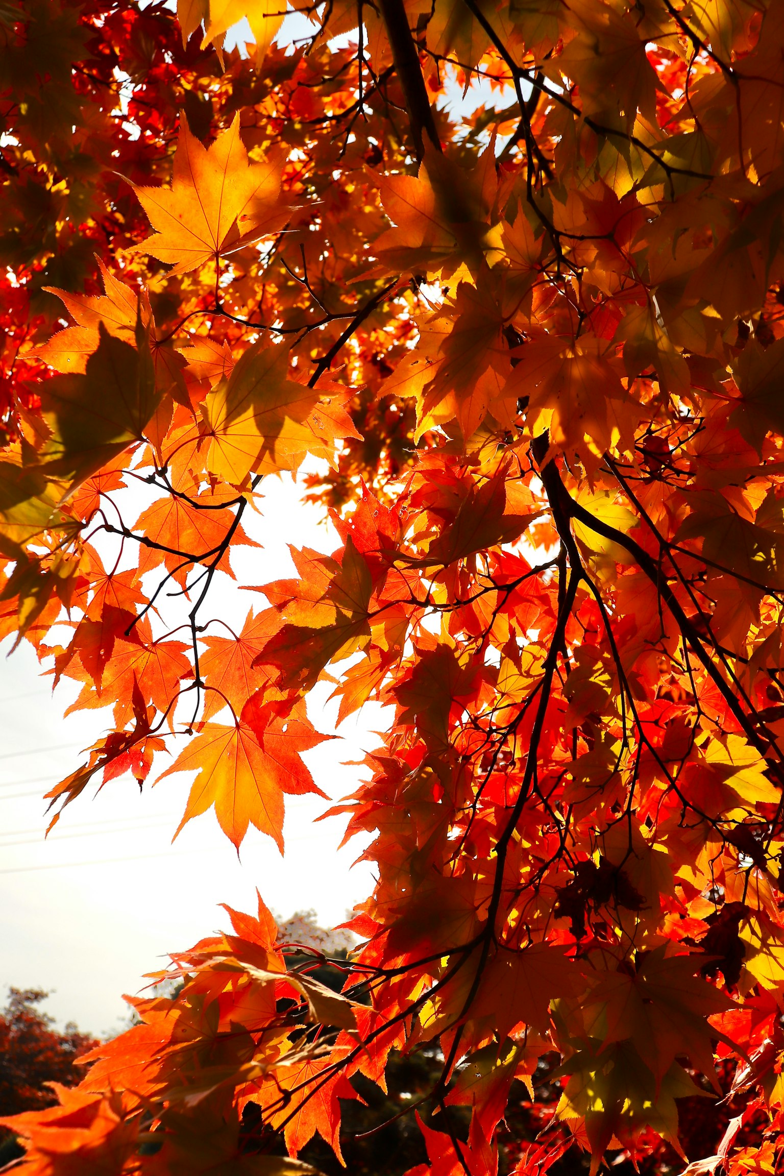 Hojas de otoño vibrantes en tonos de naranja y amarillo contra un cielo brillante