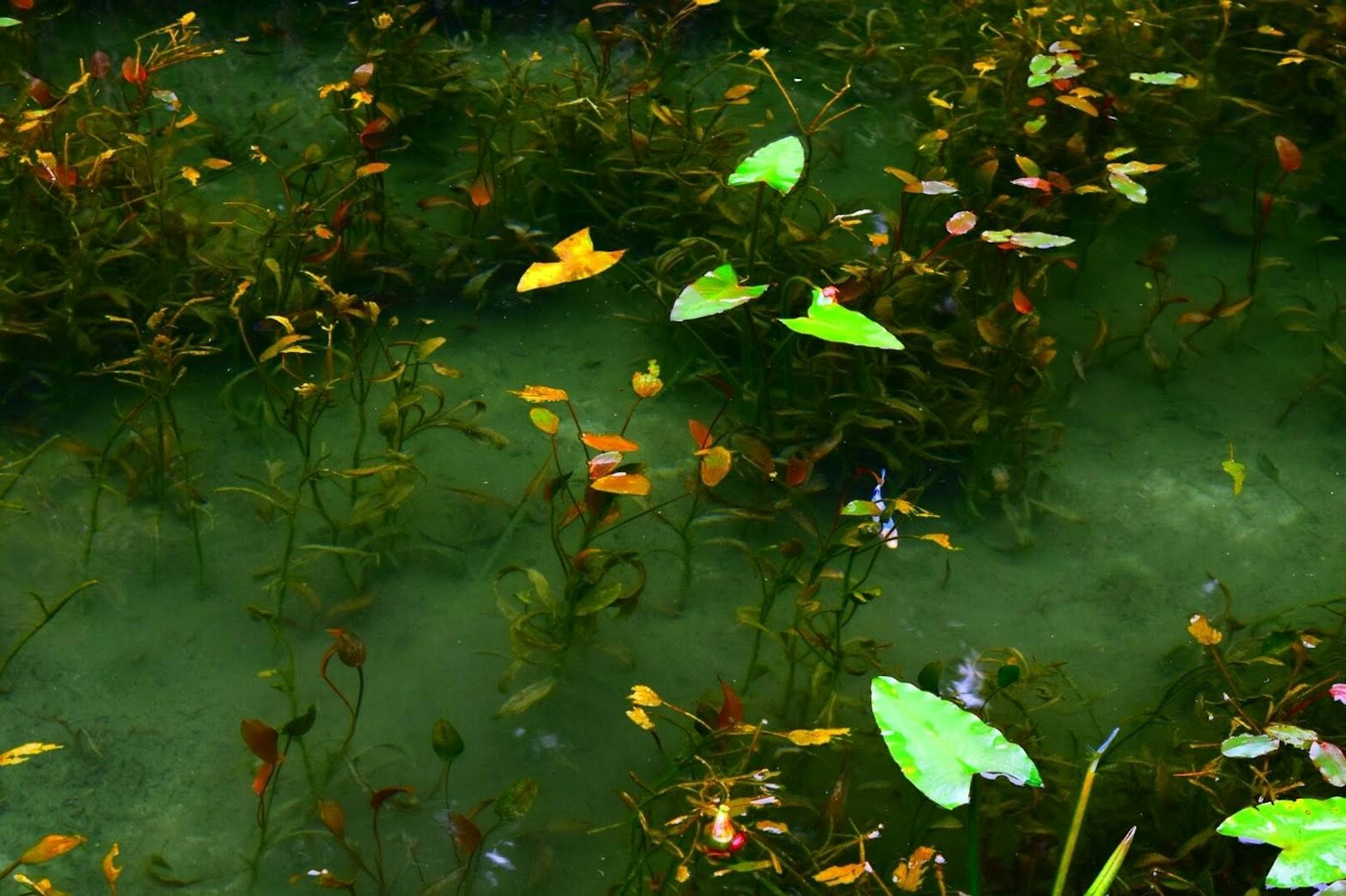 Scene of green leaves floating on the water with colorful aquatic plants