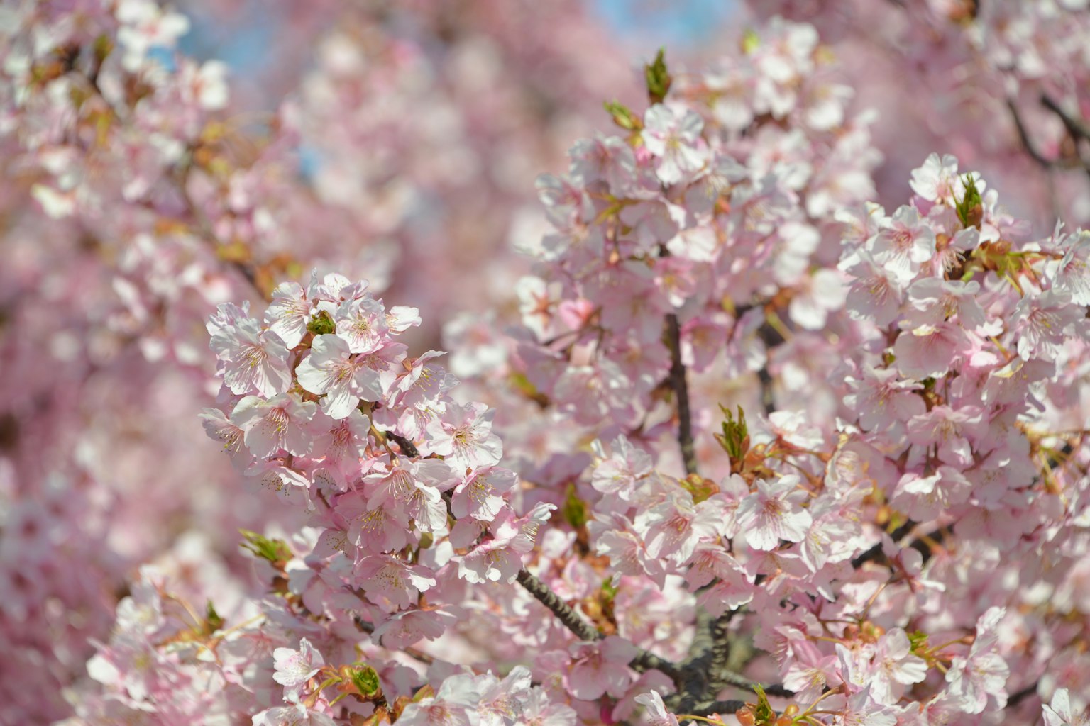 Beautiful scene of blooming cherry blossoms