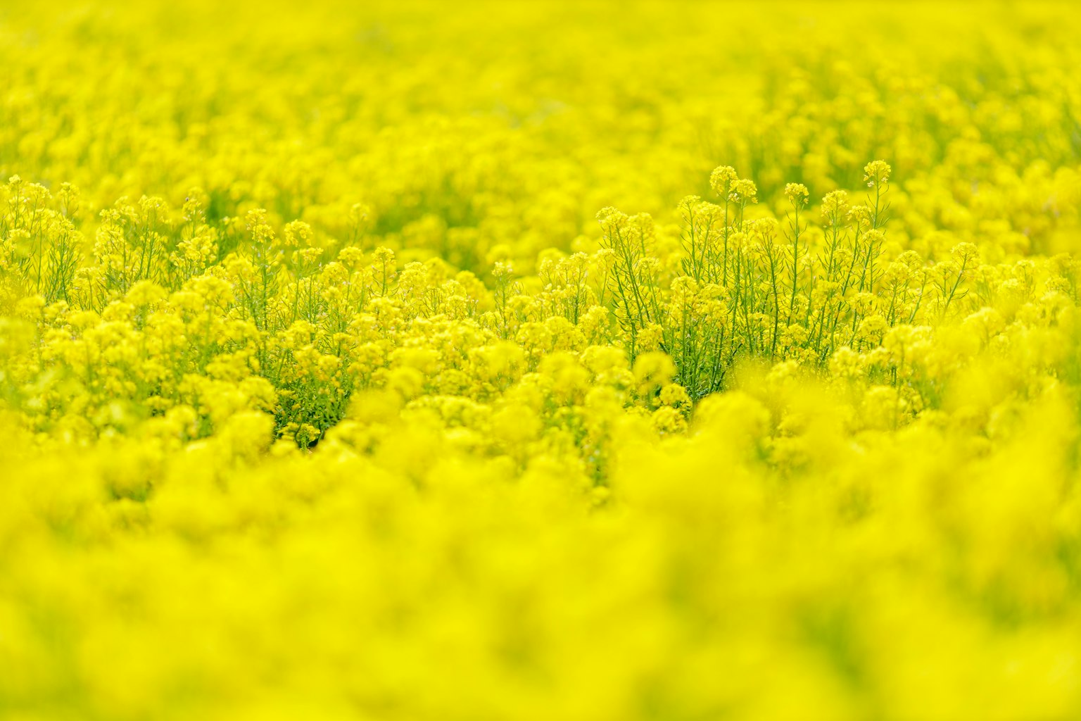 Ladang bunga kuning yang mekar dengan cerah