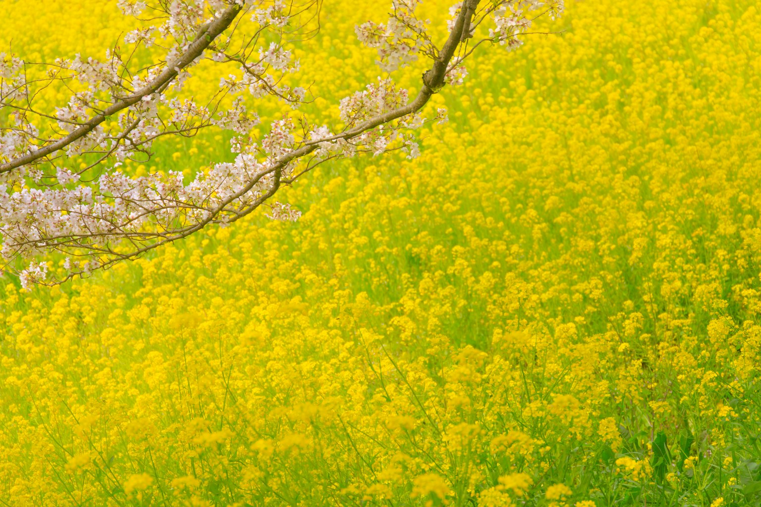 Una rama de flores de cerezo sobre un vibrante campo de flores amarillas
