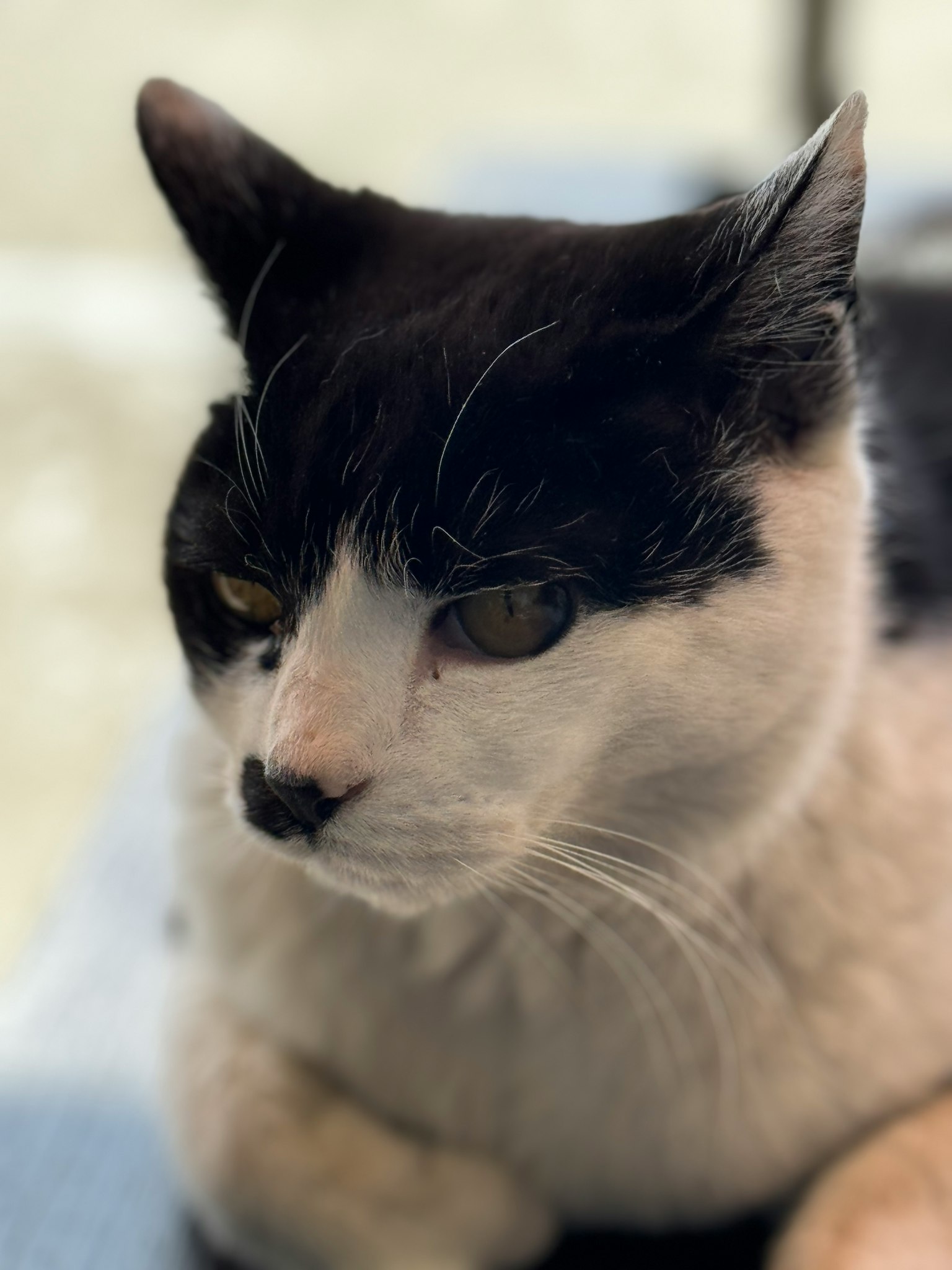 검은색과 흰색 고양이의 측면 클로즈업