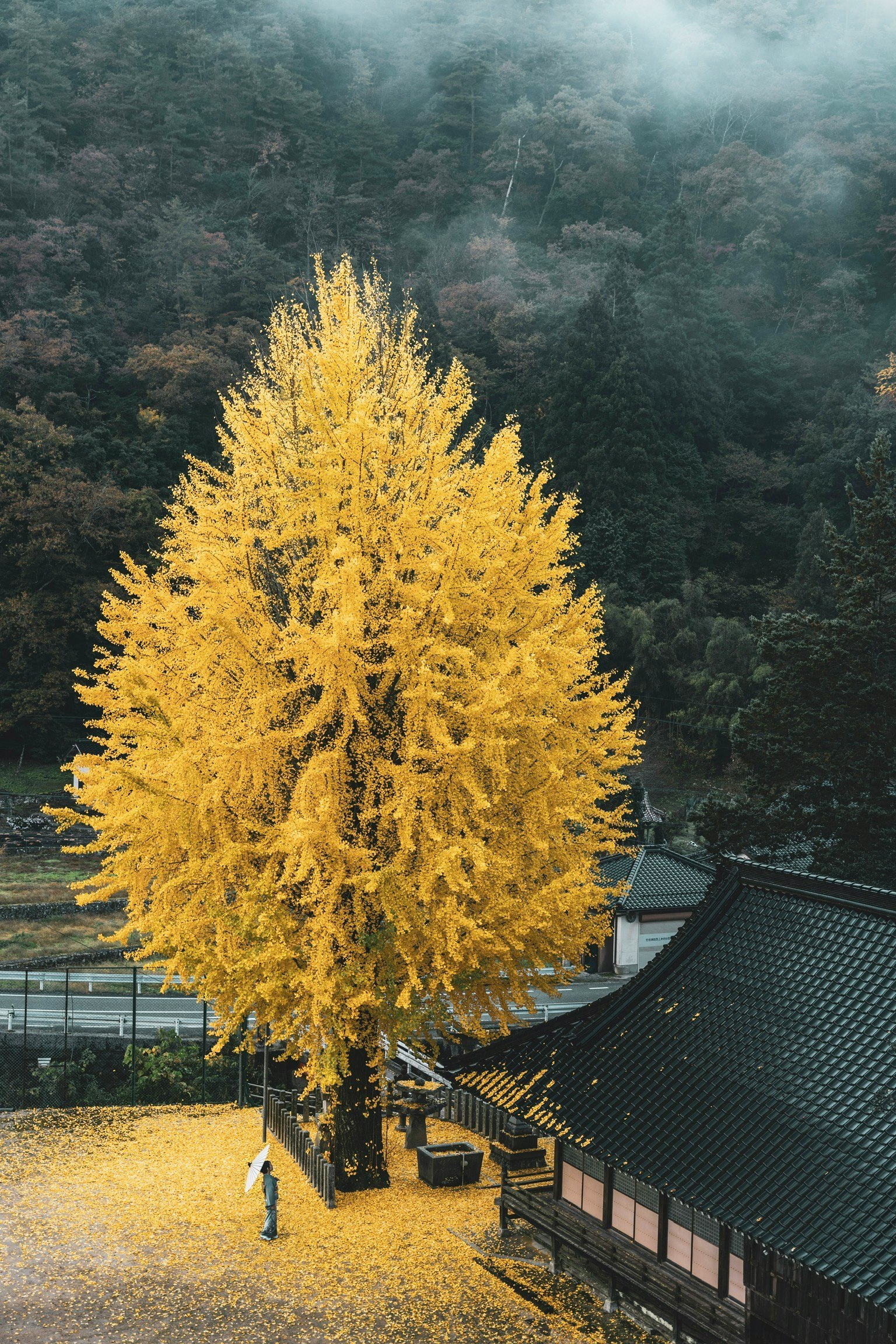 A stunning yellow ginkgo tree beside a traditional building