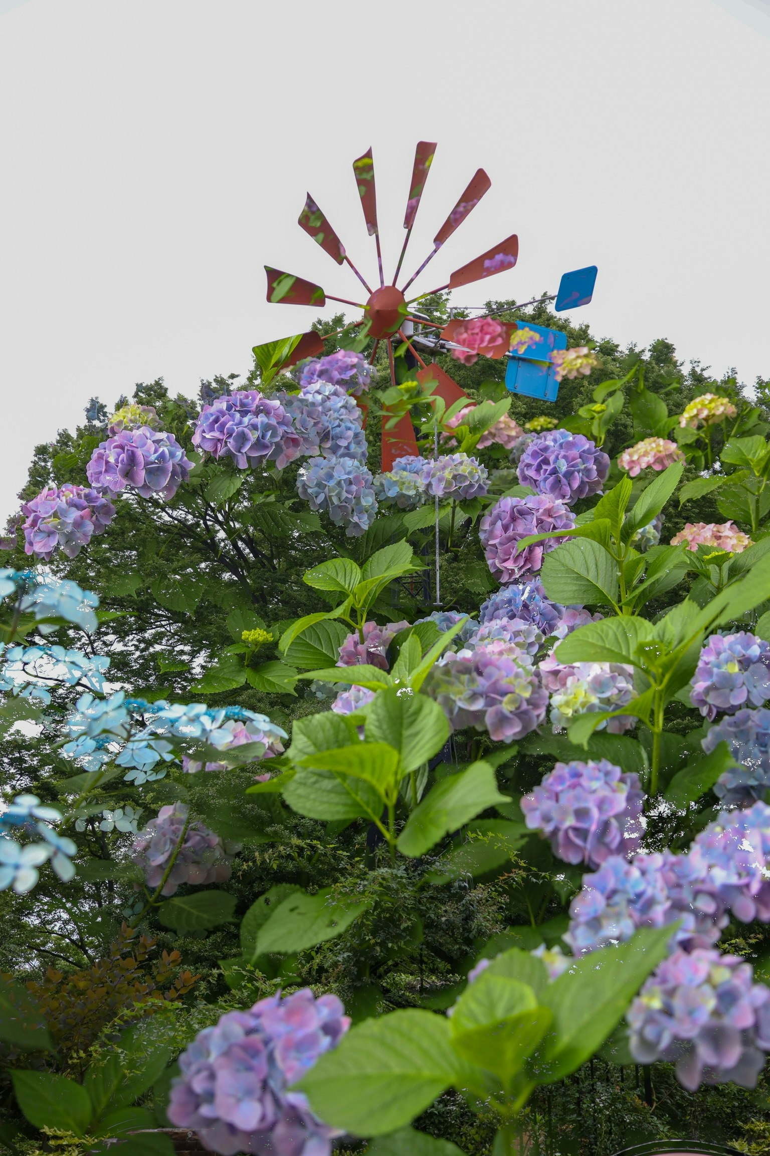 色とりどりの紫陽花と緑の葉が美しい花壇の風景