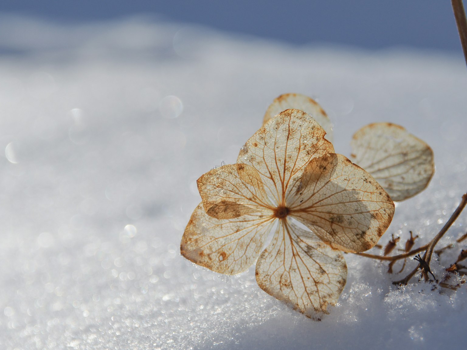 雪上的干花瓣特写