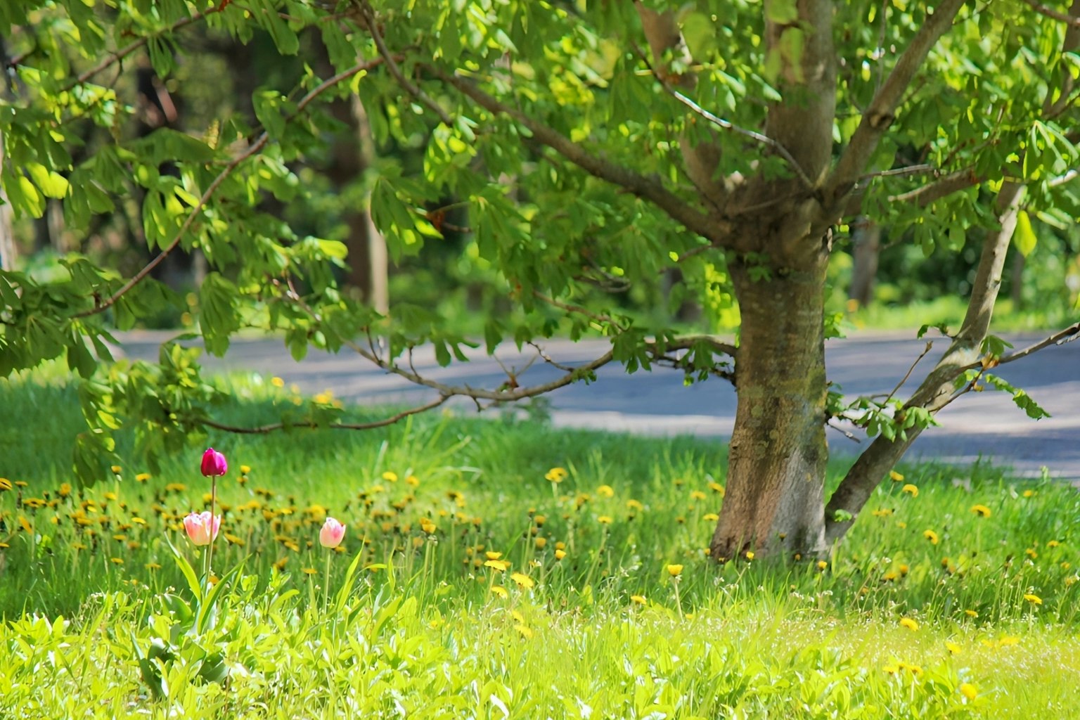 Un árbol de pie sobre un césped verde exuberante con flores coloridas