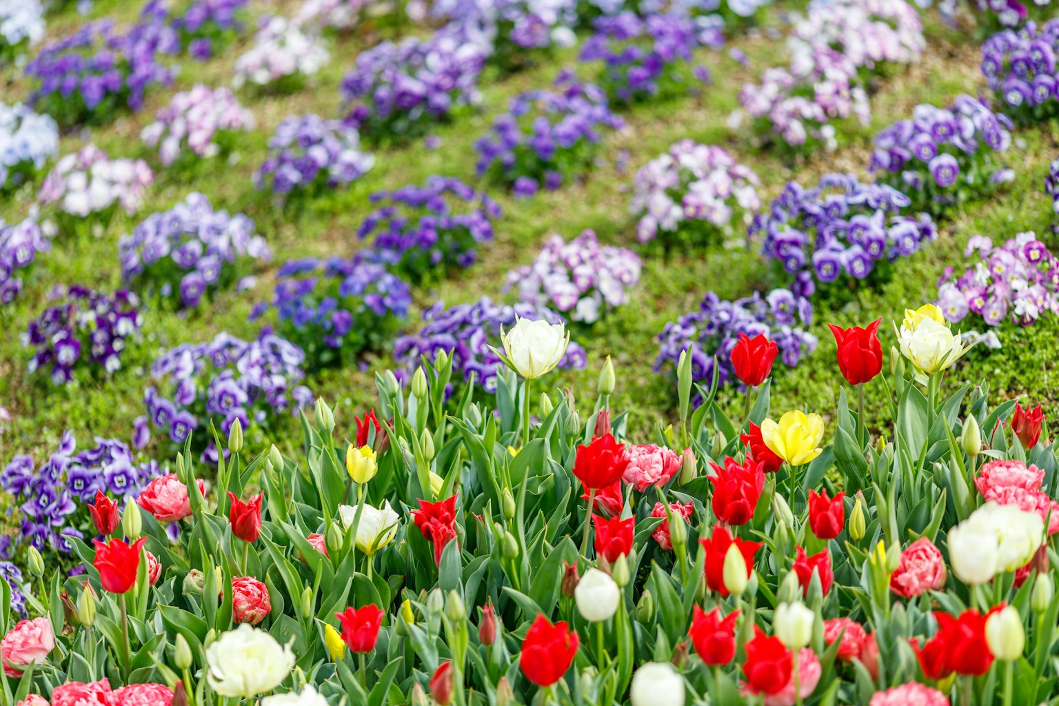Tulipanes coloridos y flores moradas en un hermoso campo de flores