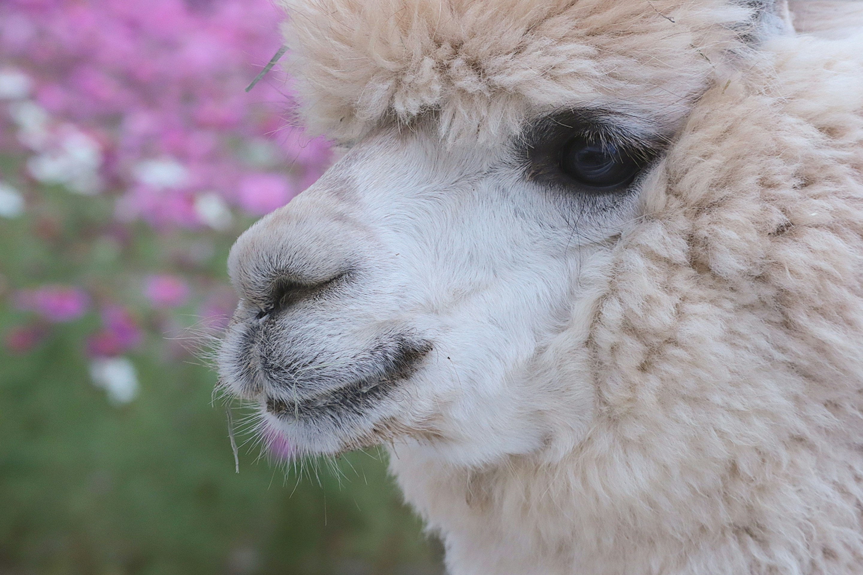 ふわふわのアルパカの横顔