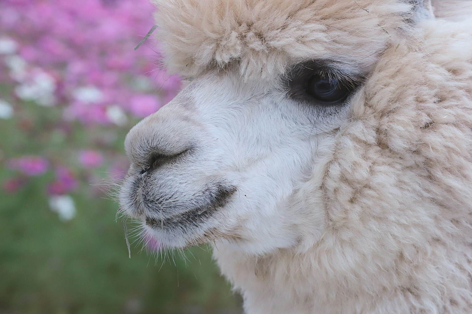 Close-up of a fluffy alpaca's face with colorful flowers in the background