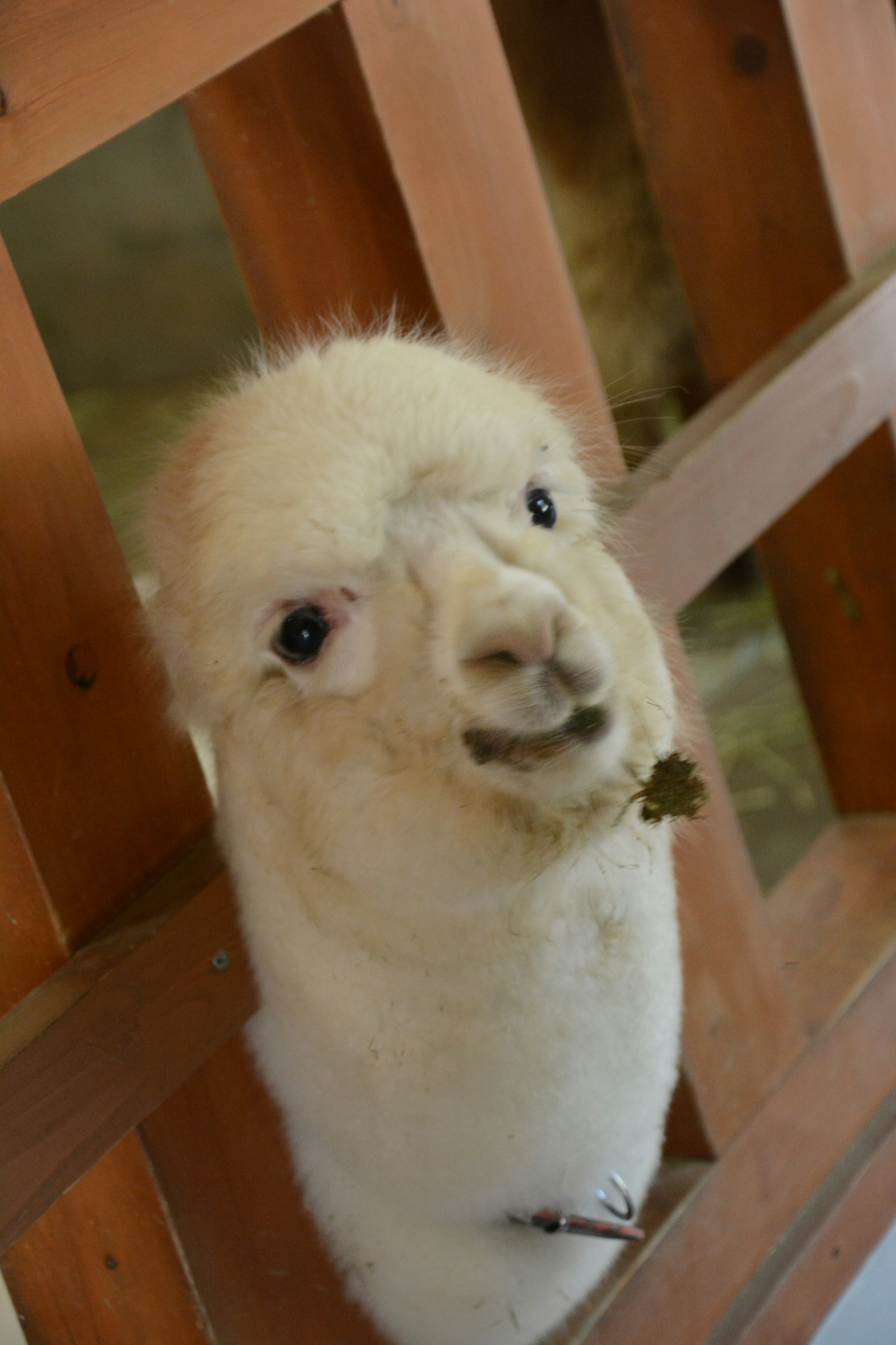 White alpaca peeking through a wooden fence
