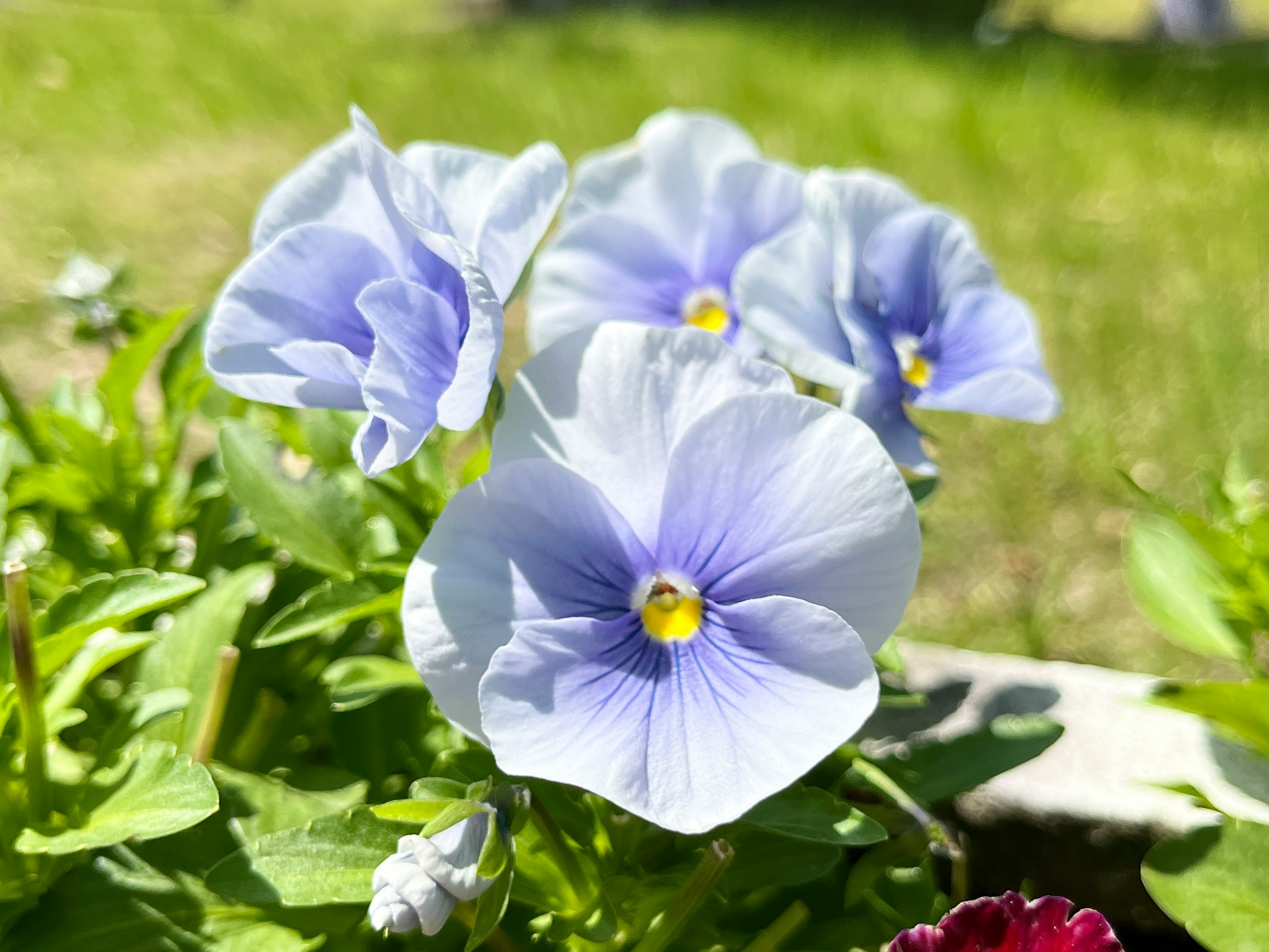 芝生の上に咲く青紫のパンジーの花