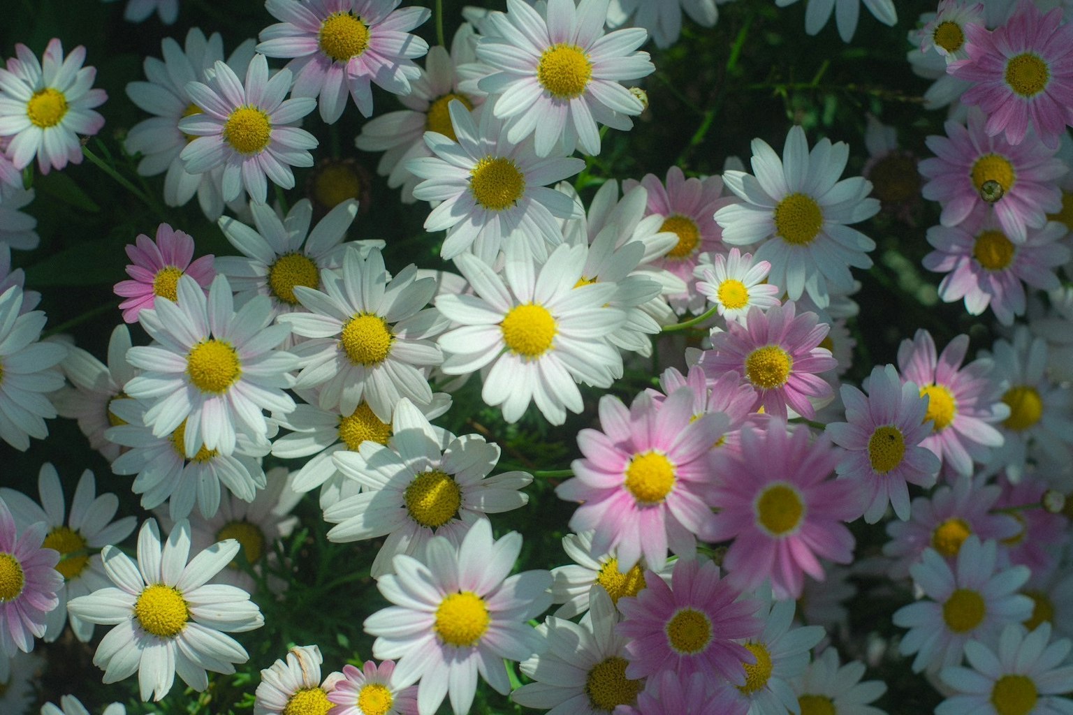 Campo di margherite bianche e rosa con centri gialli su uno sfondo verde