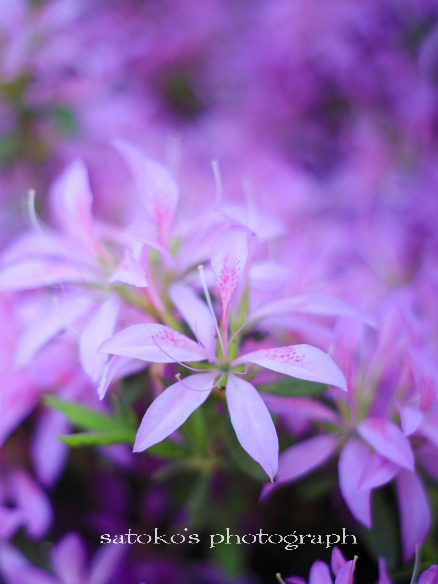紫のツツジの花が咲くボケのある群生