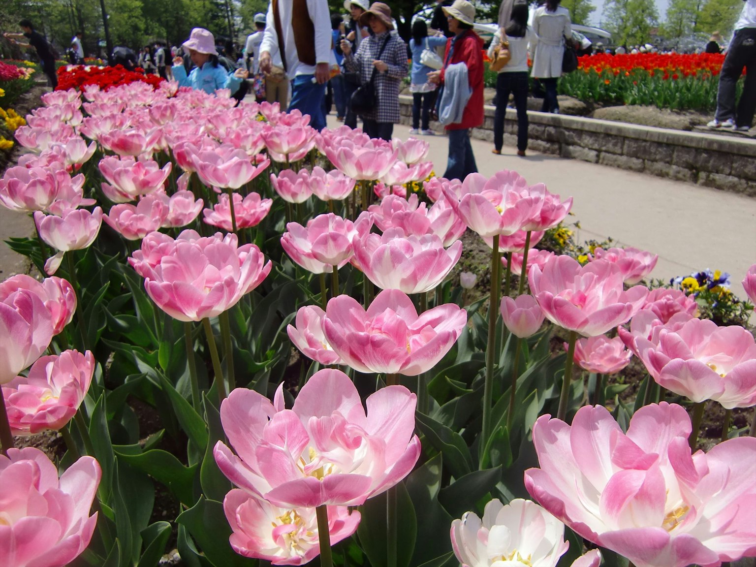 Feld mit rosa Tulpen in einem Park mit Menschen im Hintergrund