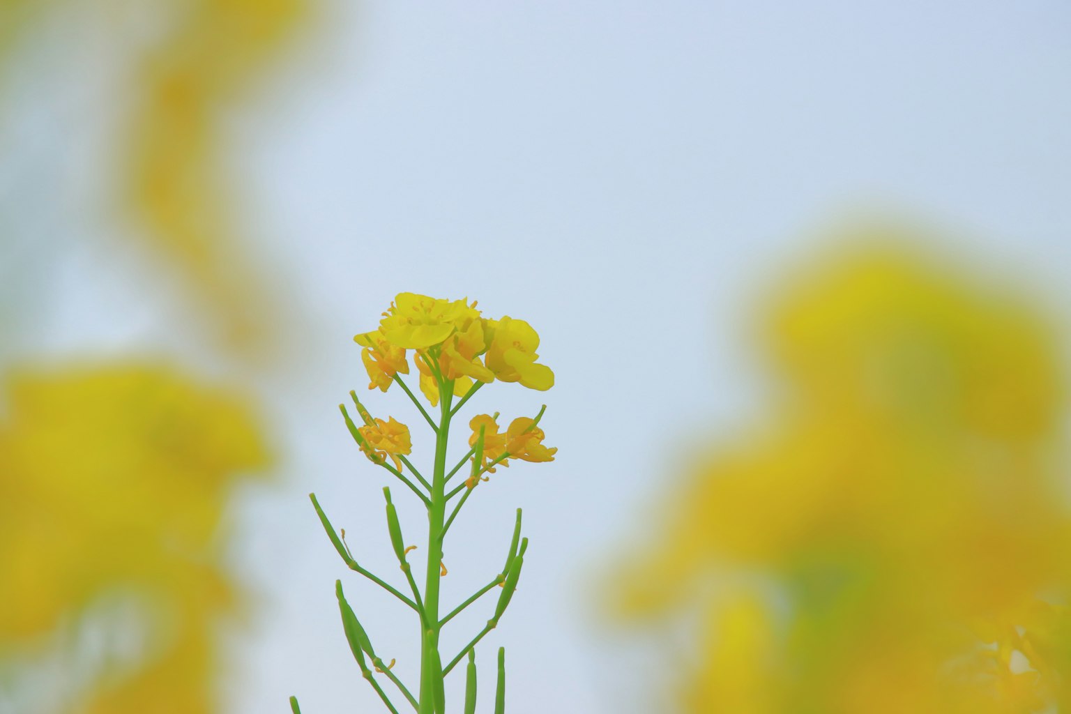Nahaufnahme einer Pflanze mit gelben Blumen