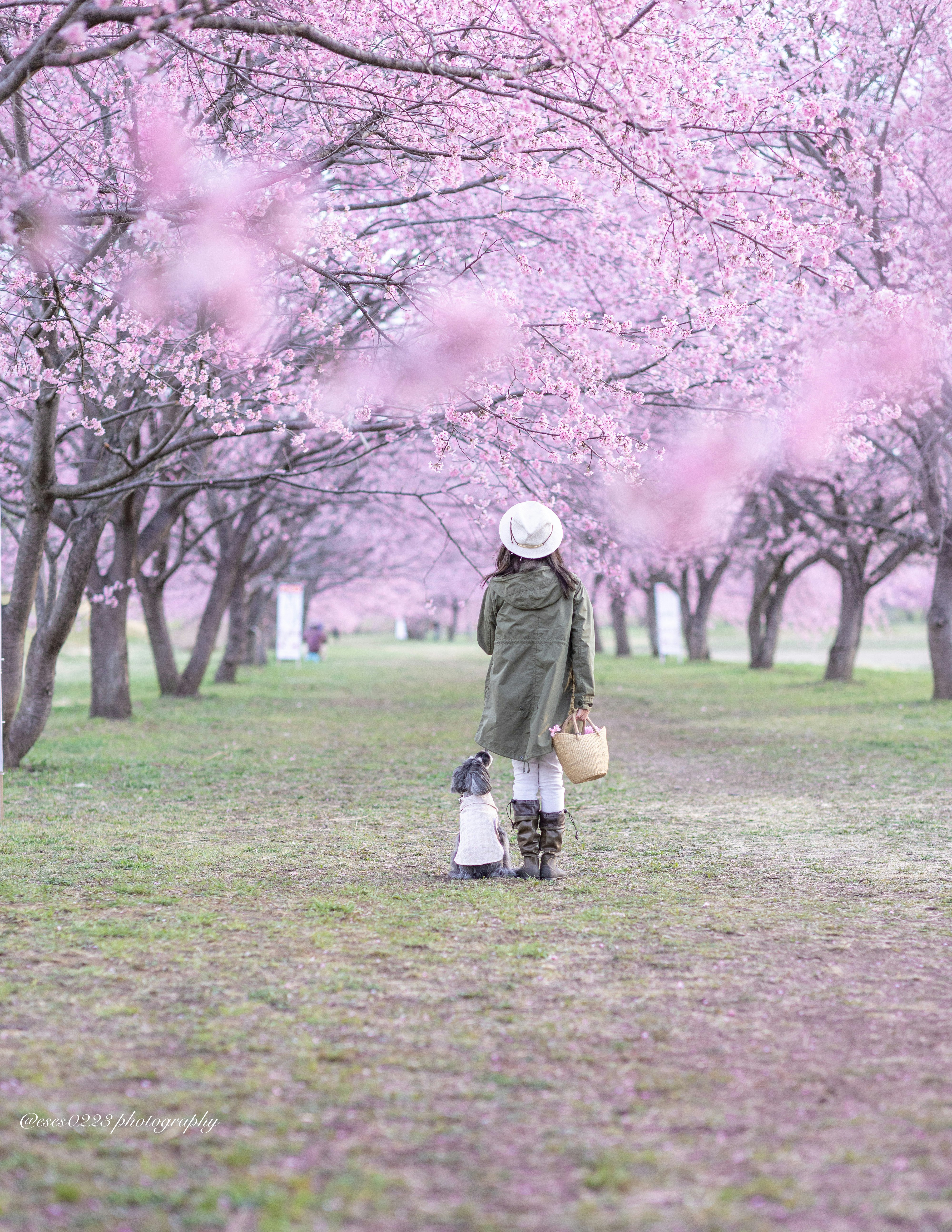桜並木の芝生で買い物袋を持つ人物