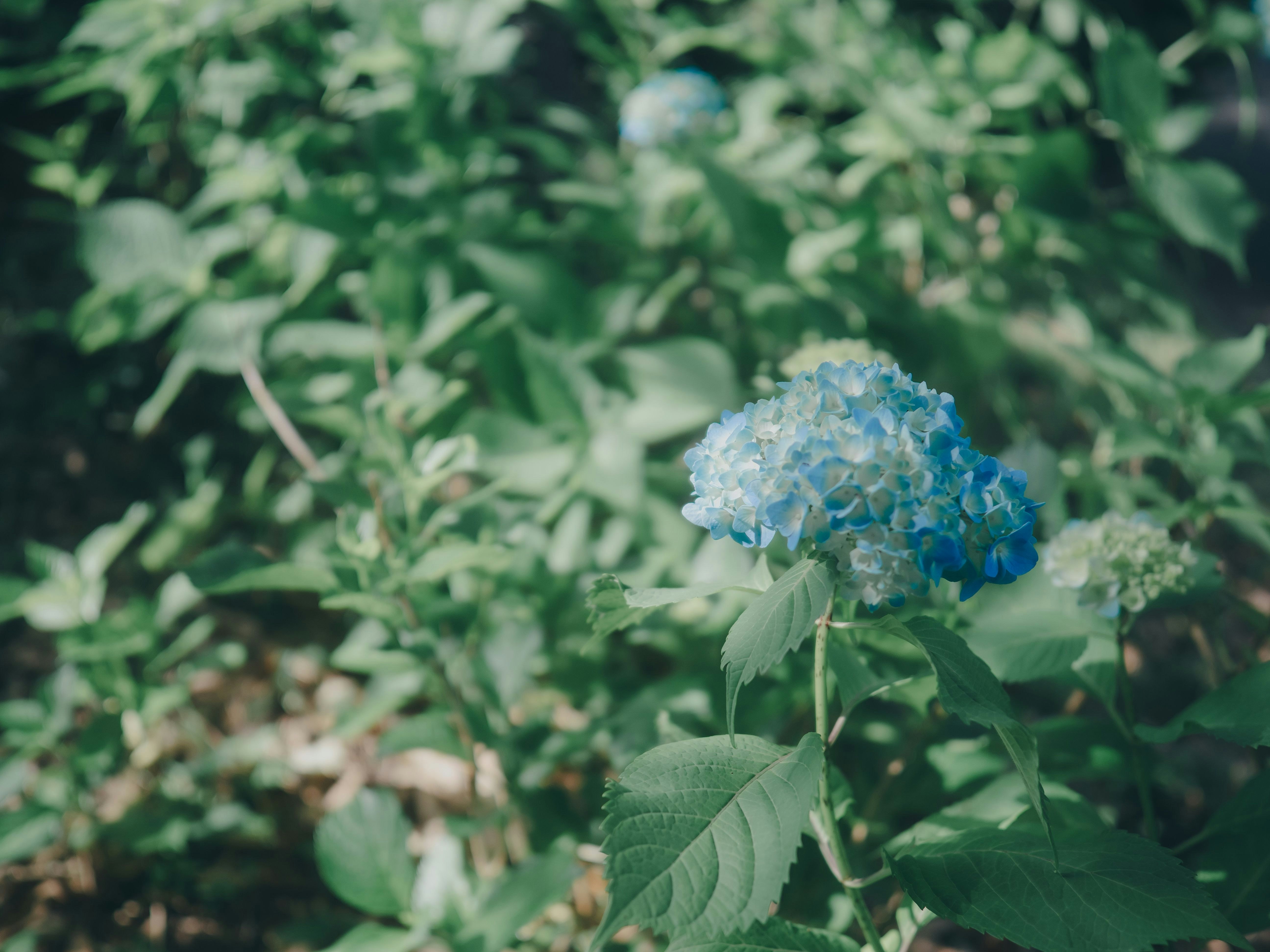 青いアジサイの花が咲く緑の庭