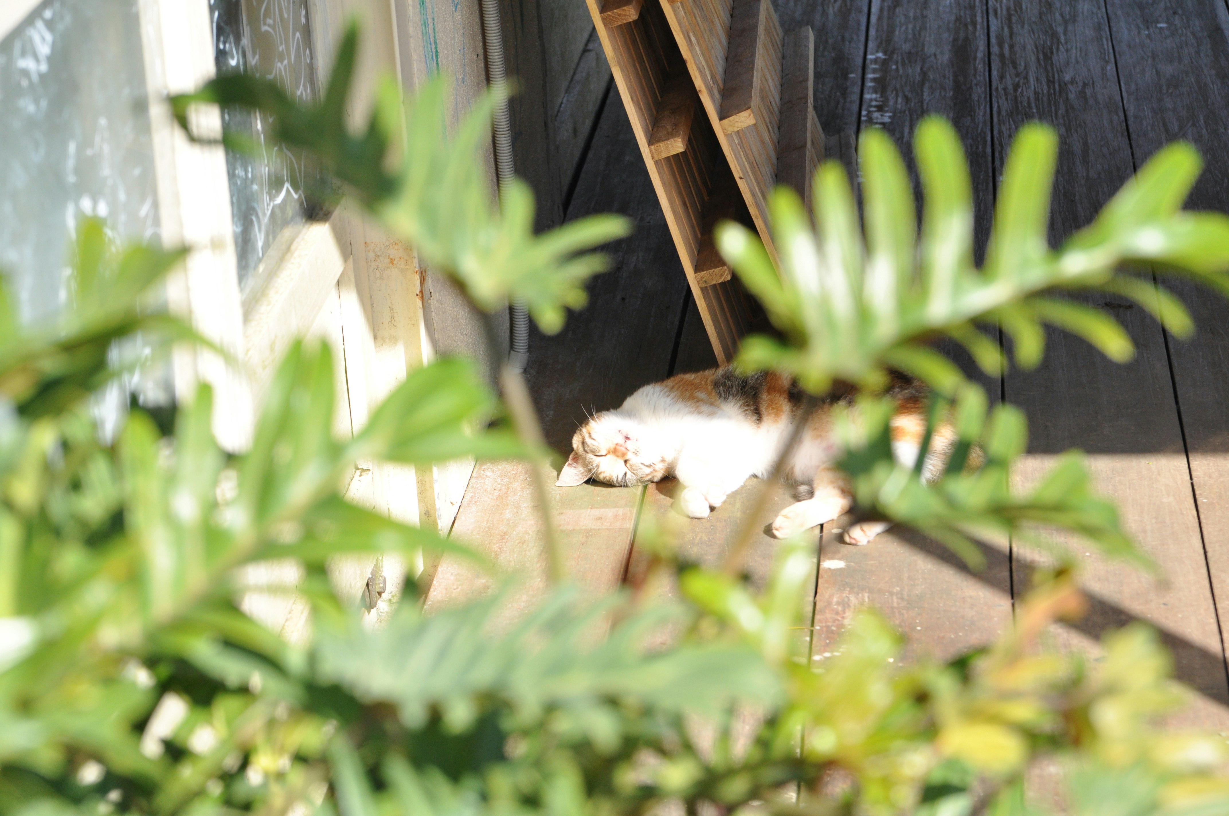 観葉植物の間でくつろぐ猫