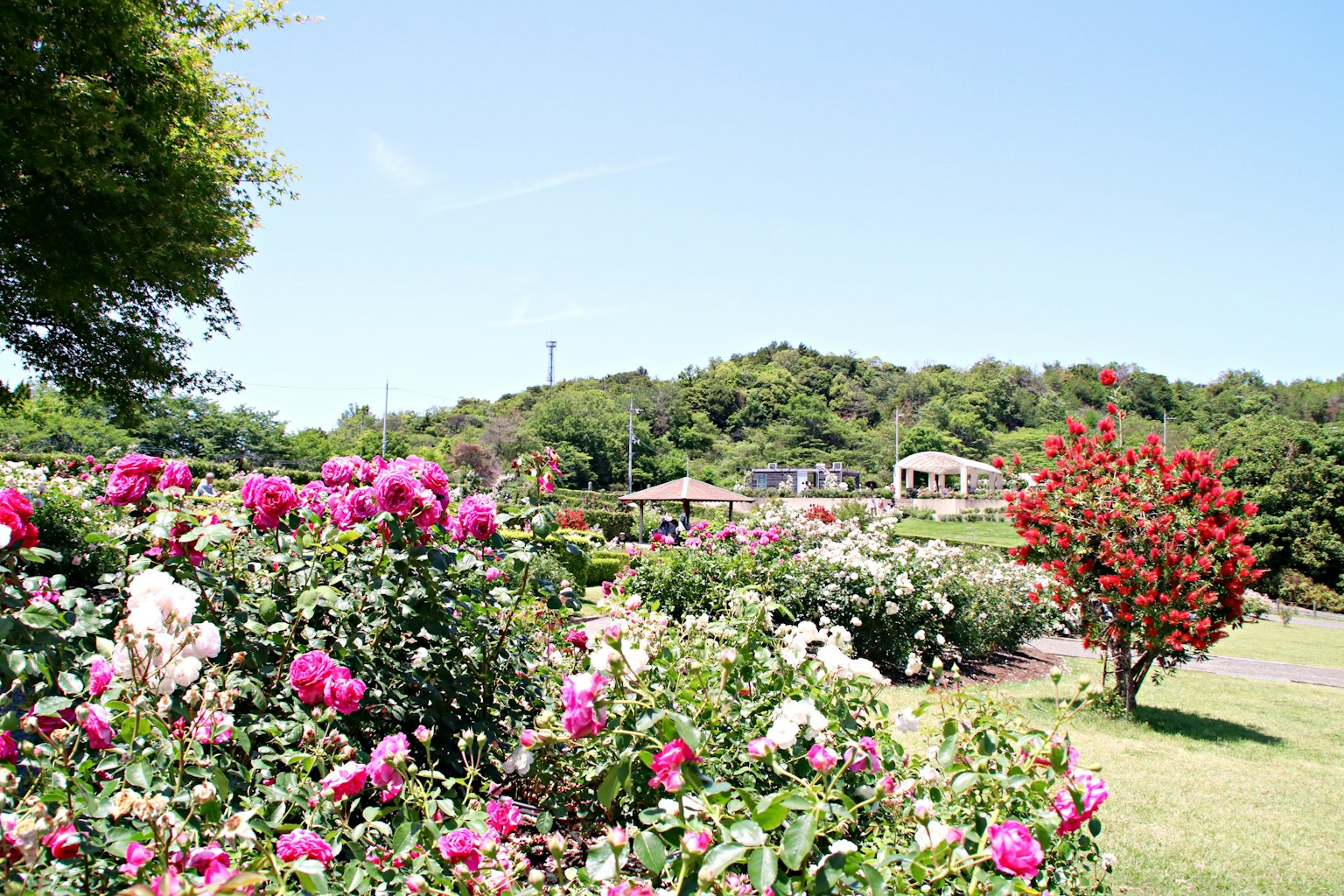 公園的風景，有五顏六色的玫瑰和藍天