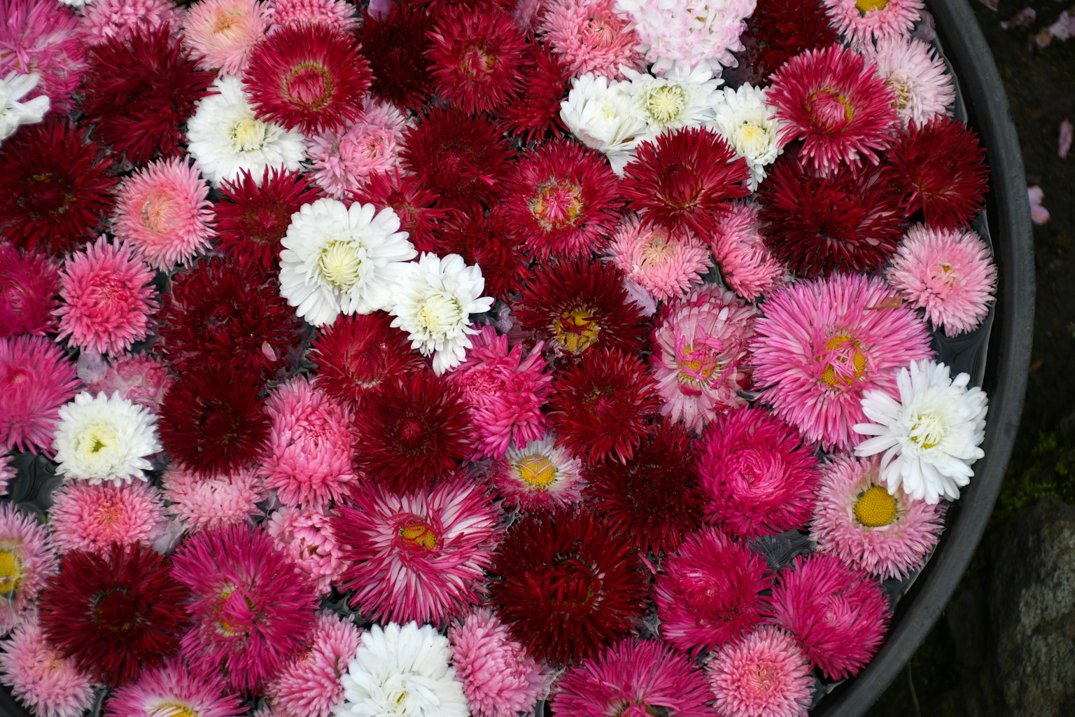 A top view of a bowl filled with colorful flowers including pink red and white varieties