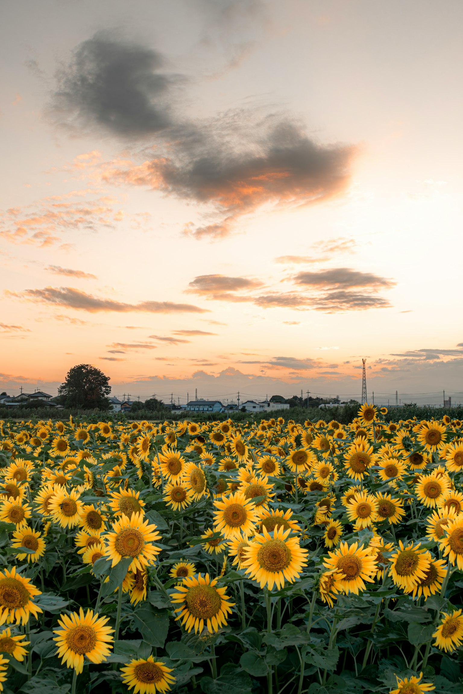 Un campo di girasoli che si estende sotto un cielo al tramonto