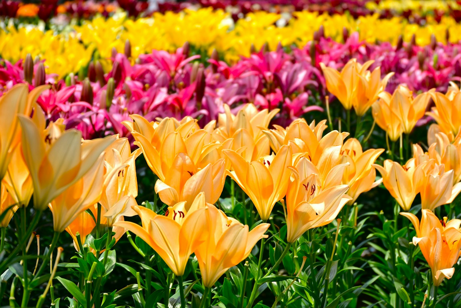 다채로운 튤립 밭에 주황색, 노란색, 분홍색 꽃이 피어 있다