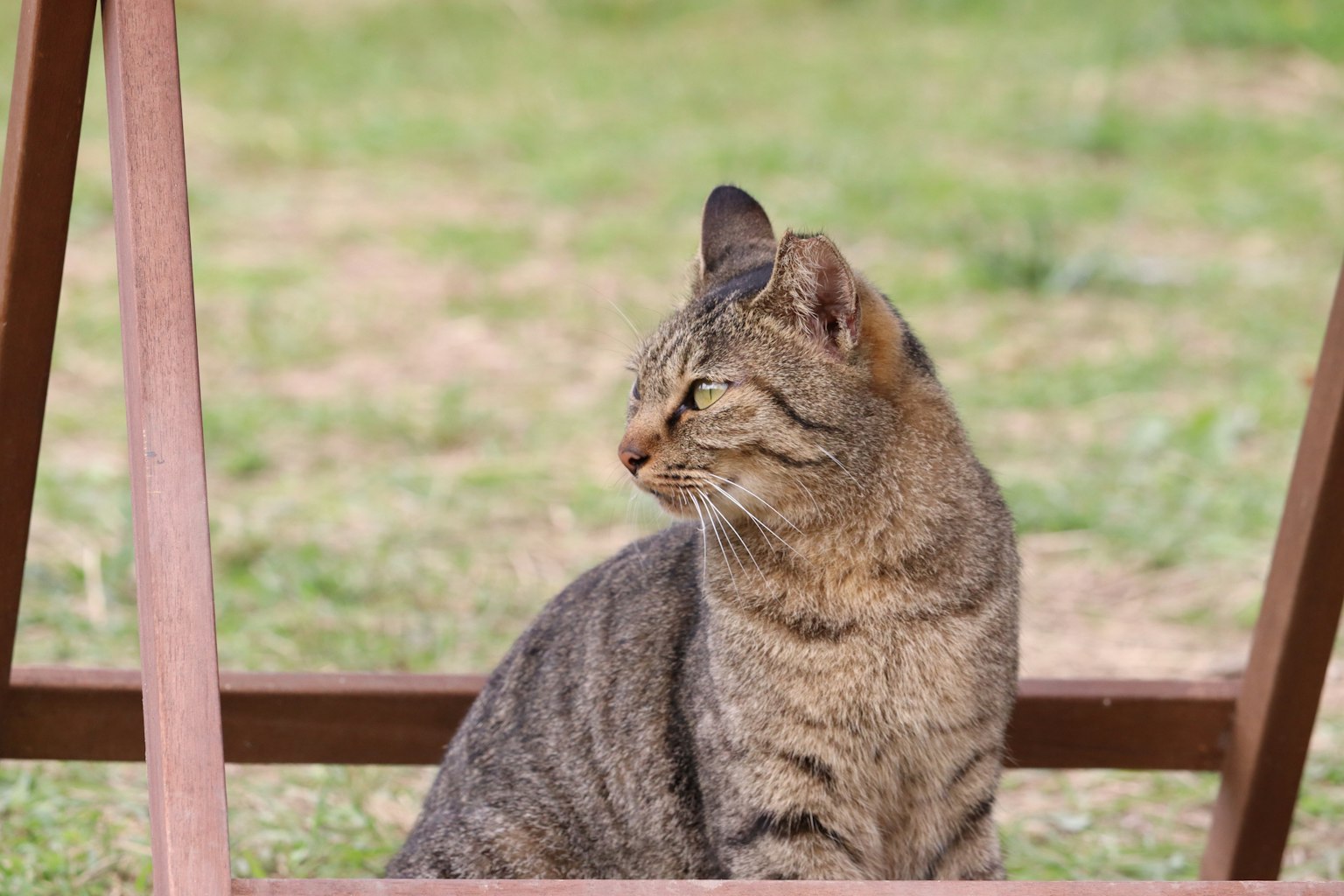 一只猫坐着侧身看着绿色的草地