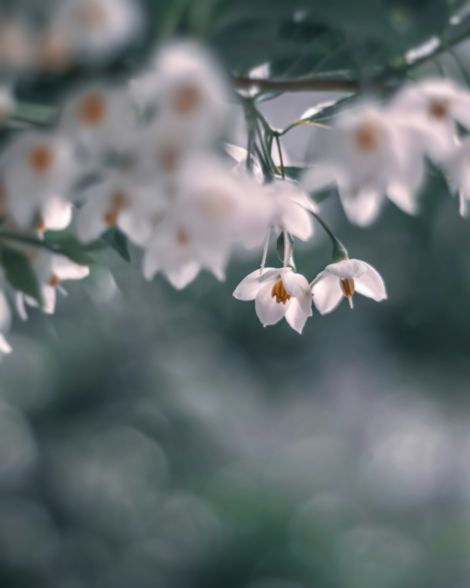 Fleurs blanches délicates avec un fond flou doux