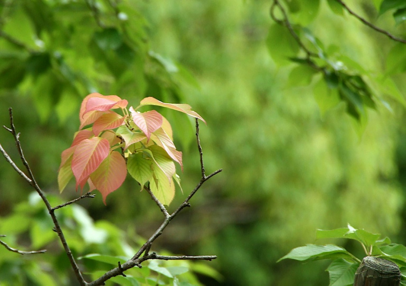 Nuevas hojas rosas y amarillas entre el follaje verde