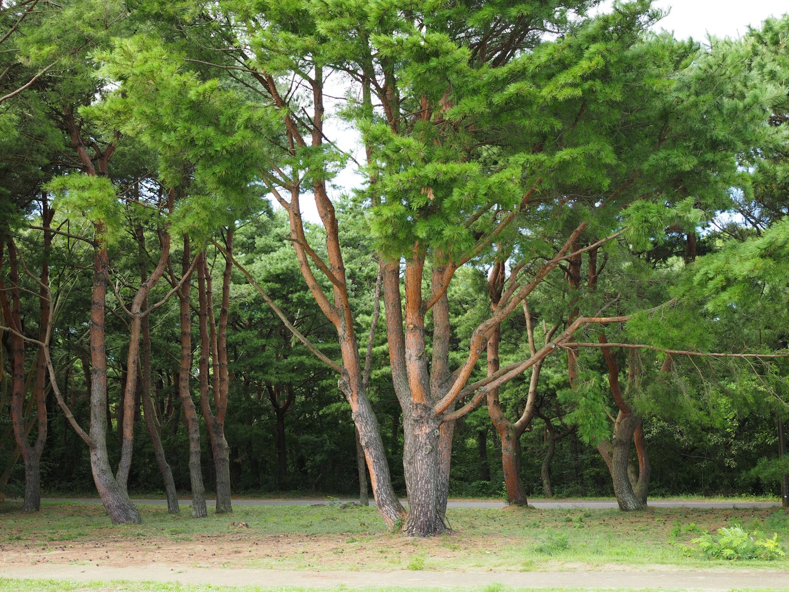 Alti pini in un ambiente naturale