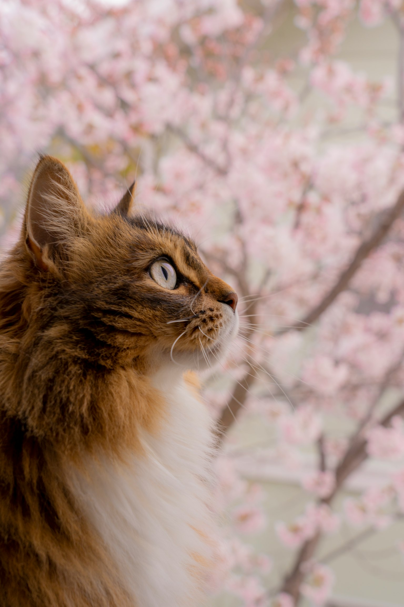 Katze mit flauschigem Fell, die gegen einen Hintergrund von Kirschblüten nach oben schaut