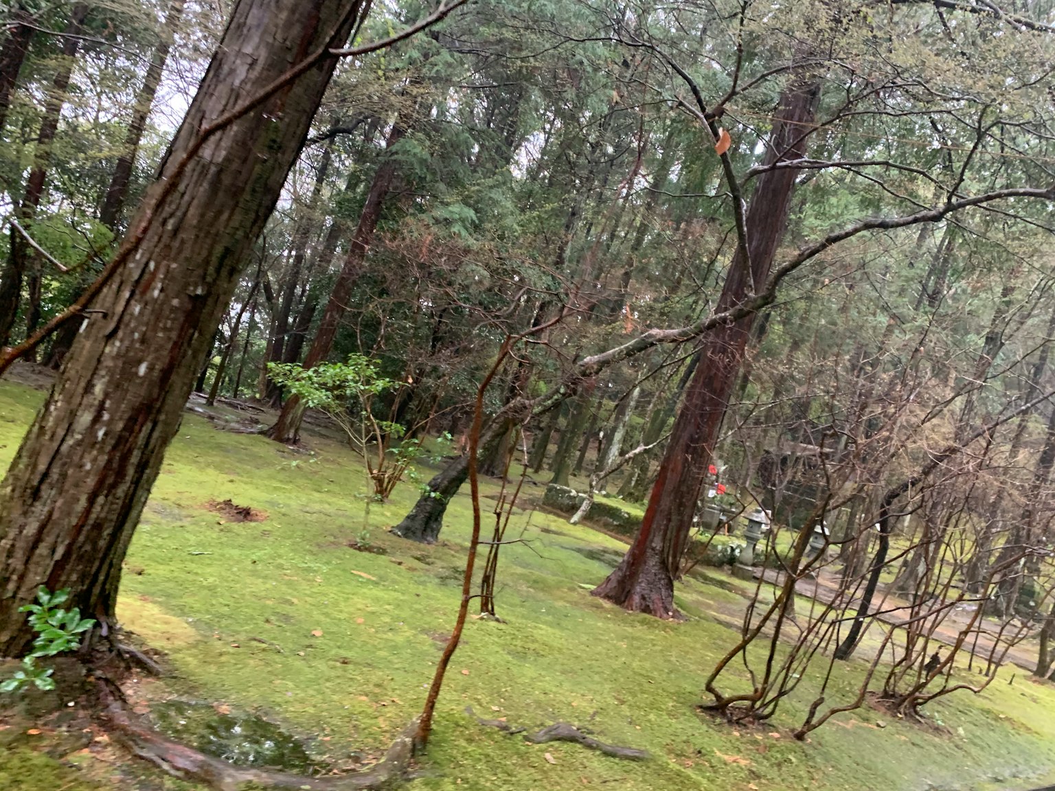 Scène de forêt luxuriante avec de grands arbres et un sol herbeux