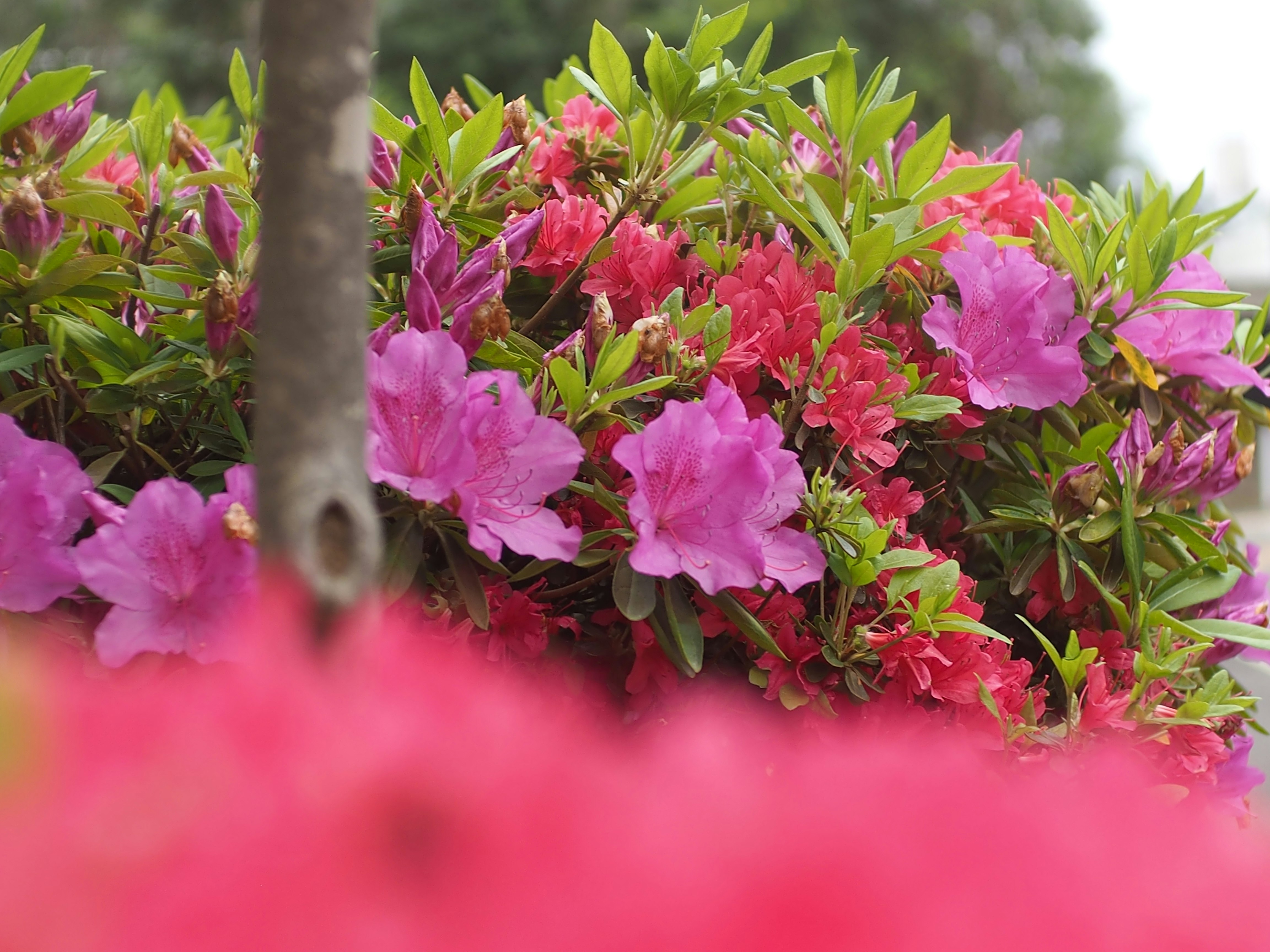 Nahaufnahme von rosa Azaleenblüten im Blumenbeet