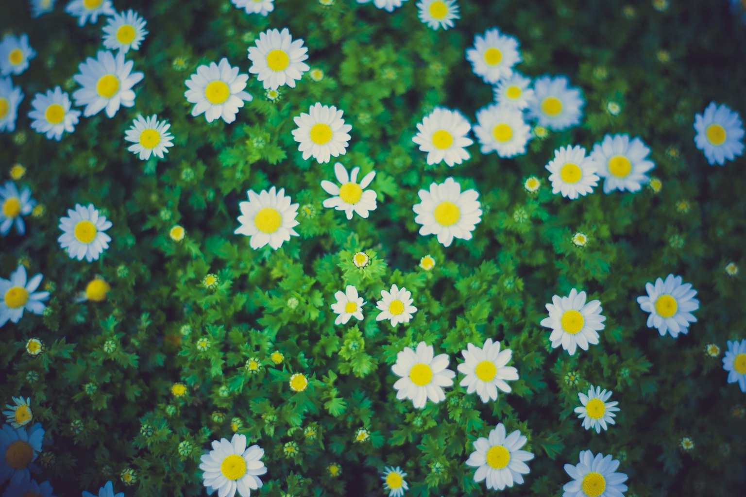Un campo de flores blancas floreciendo sobre un fondo verde